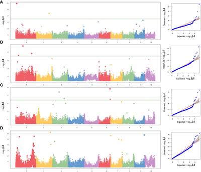 Phenotypic and genome-wide association analyses for nitrogen use efficiency related traits in maize (Zea mays L.) exotic introgression lines